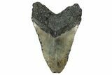 Bargain, Fossil Megalodon Tooth - North Carolina #344061-2